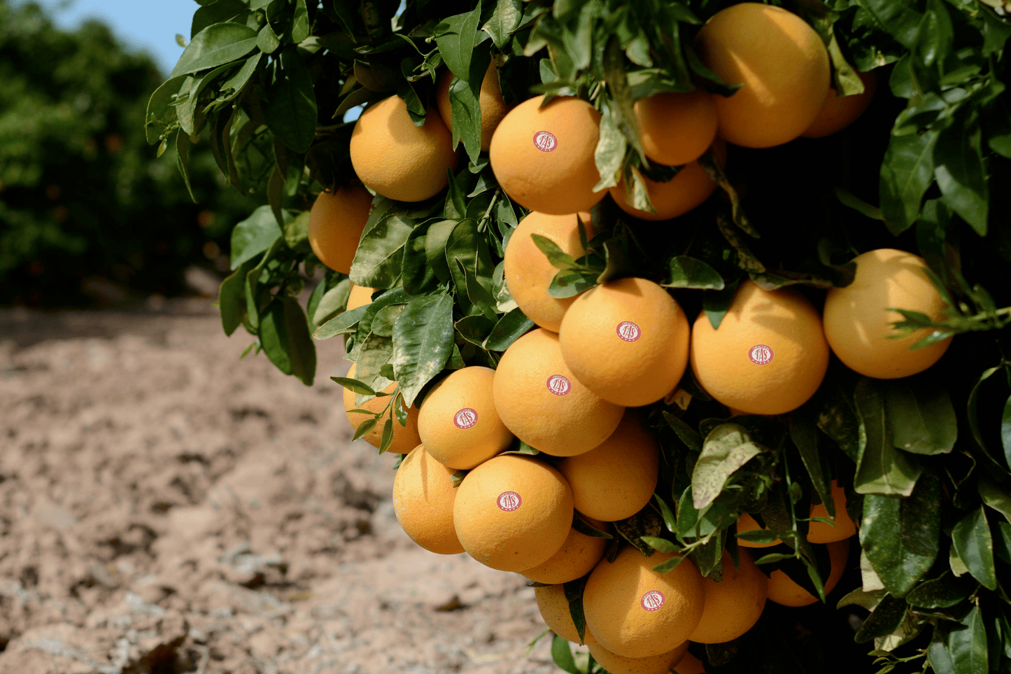 Pomelo Origine Espagne
