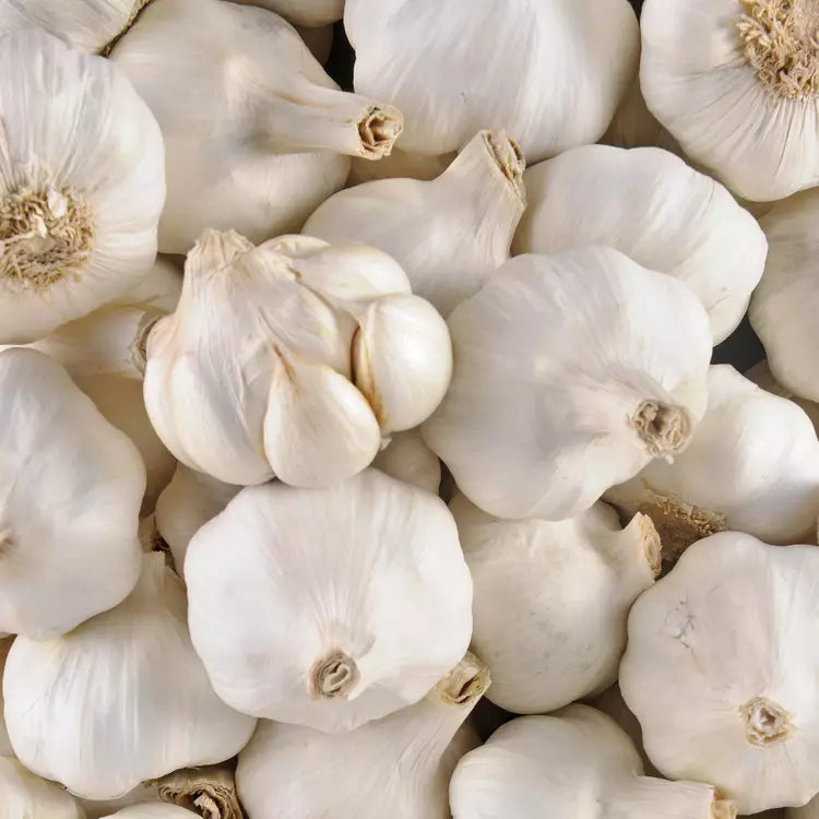 Ail blanc Espagne