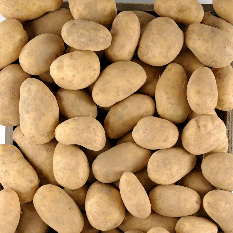 Pomme de terre grenaille France