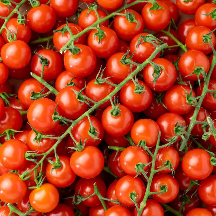 Tomate cerise mélangé Origine France