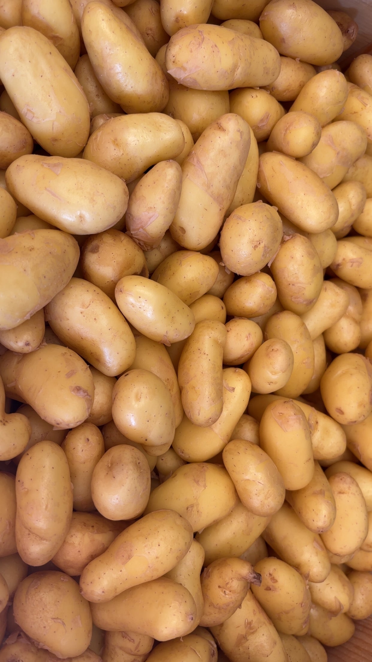 Pomme de terre nouvelles