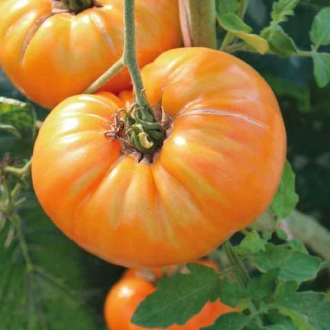 Tomate Ananas Origine France