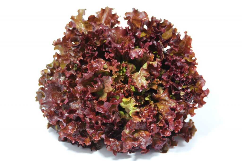 Salade verte (Rhône-Alpes) Origine France