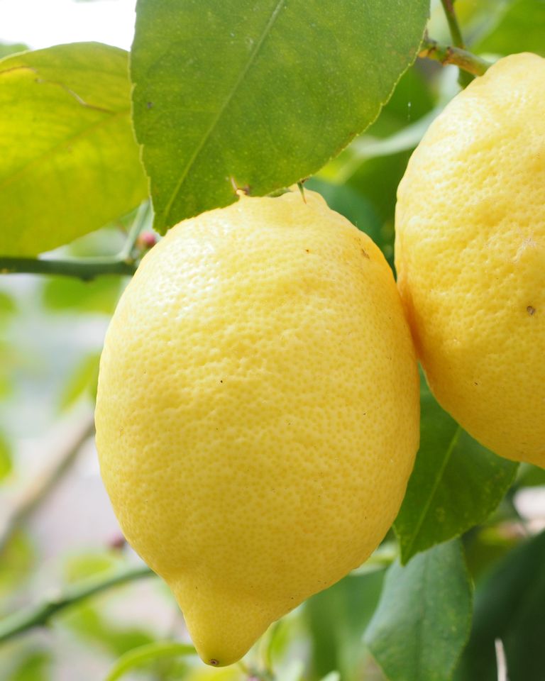 Citron origine Espagne