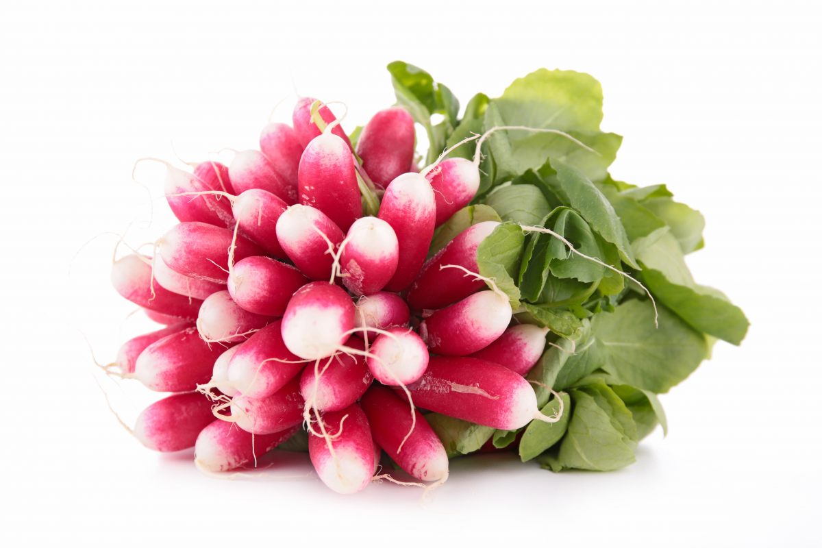 Radis rose en botte Origine France